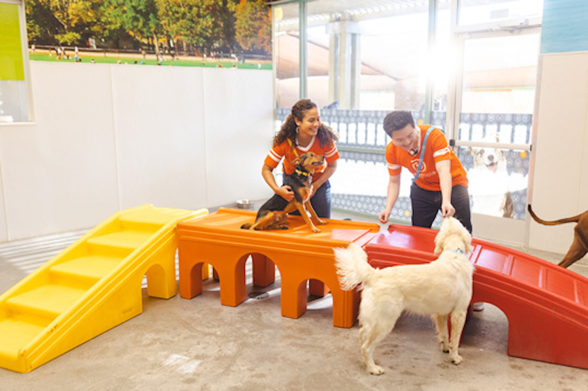 Dogtopia center doggy playground