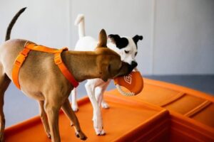 Two dogs playing at the Dogtopia daycare 