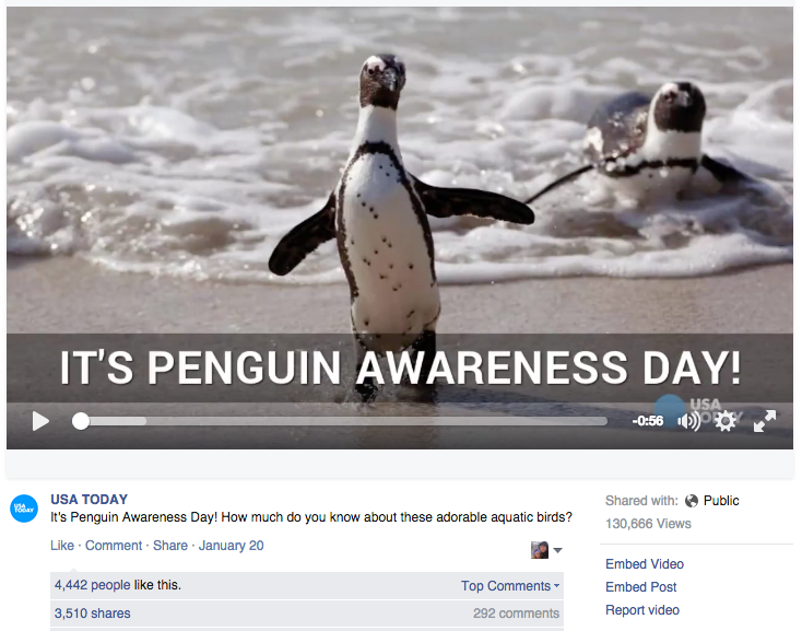 USA Today Social Video Penguin